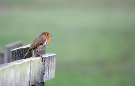A happy European robin bird standing on a wooden fence outside with an open mouth and blurred...