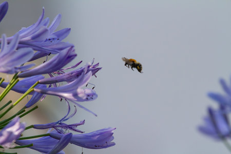Close-up of a bee flying to blossoms of blue Agapanthus for harvesting pollenの写真素材