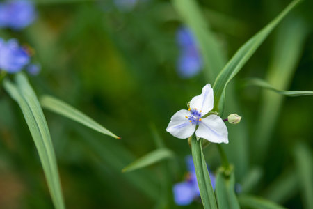 A closeup shot of a blooming white Virginia spiderwort flowerの写真素材