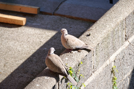A pair of collared doves (Streptopelia decaocto) sitting on a wall in the sun. Photo was taken in Ireland, Europe.の写真素材