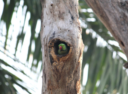 A closeup shot of a green Parakeet resting in the nest on a tree trunk during sunset