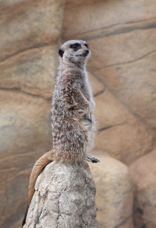 An alert meerkat standing on a stone on guard observing the surroundingの写真素材
