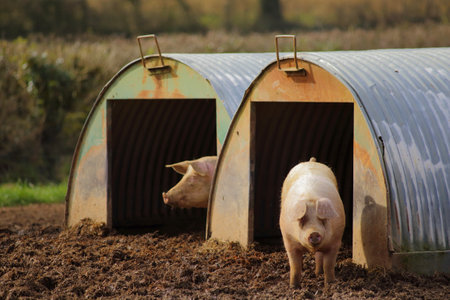 A closeup shot of pigs on the farmlandの写真素材