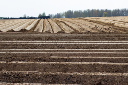 A closeup shot of an agricultural field with trees in the backgroundの写真素材
