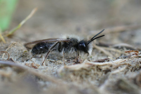 A closeup shot of Andrena nycthemera bee on the groundの写真素材