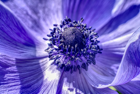 A closeup of a stamen of a beautiful purple f;lower under the sunlightの写真素材
