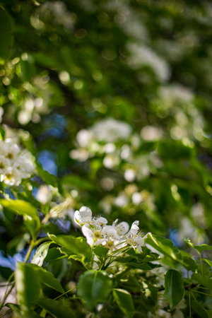 A vertical shot of white blossoms on tree branches