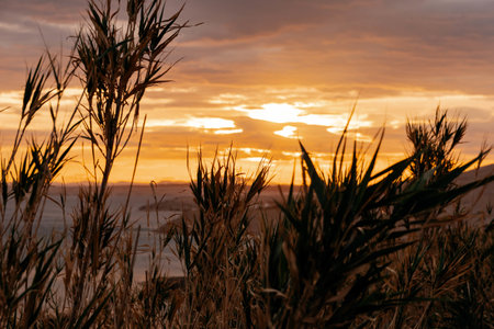 A beautiful scenery of a field of grass by the sea at sunset