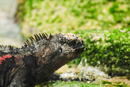 Galapagos islands iguana in their natural habitatの素材 [FY310203298898]