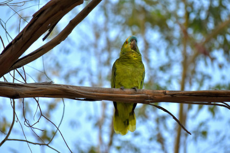 turquoise-fronted amazon (Amazona aestiva), also called the turquoise-fronted parrot,  in the wild...