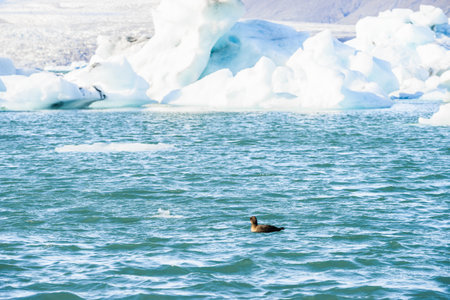 A beautiful view of icebergs floating in Jokulsarlon glacier lagoon, Iceland