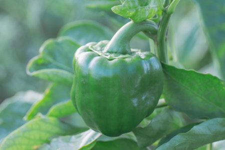 A closeup shot of an unripe greenpepper in a gardenの写真素材