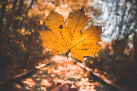 A selective focus shot of a yellow maple tree leaf on a sunny backgroundの写真素材