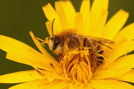 A macro shot of a male pantaloon bee or hairy-legged mining bee on a yellow flower