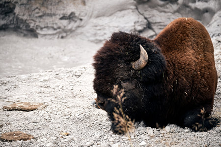 A closeup shot of a furry buffalo in Yellowstone National Park, Wyoming USAの写真素材