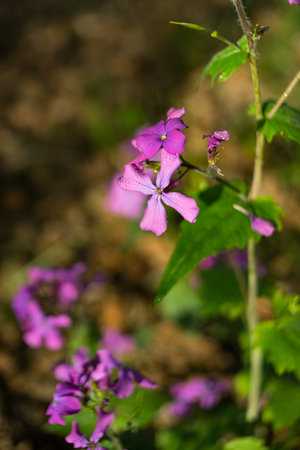 A vertical shot of a violet-pink annual honesty flower surrounded by bright leaves in a sunny gardenの写真素材
