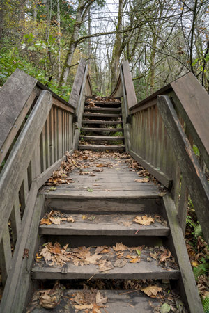 A beautiful shot of a walkway in the  forest