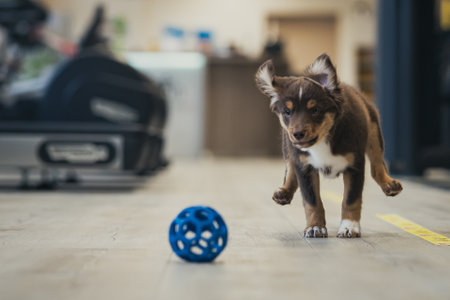 A cute brown Australian shepherd puppy running after a blue ball while playing at homeの写真素材