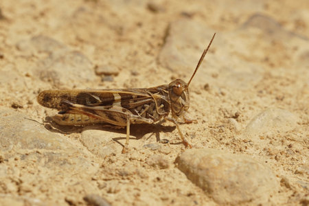 A closeup of a large French grasshopper (Oedaleus decorus) on the groundの写真素材