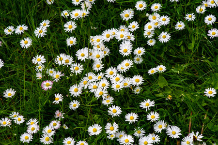 A closeup shot of beautiful flowers on the garden