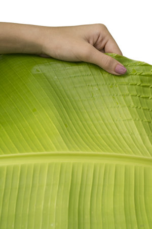A closeup vertical shot of a hand holding a banana tree leaf isolated on white backgroundの写真素材