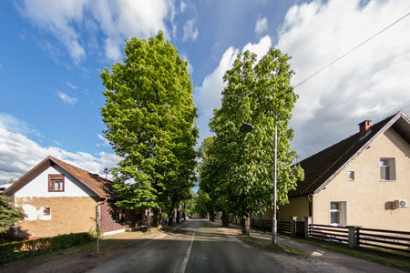 An asphalt road amid houses and green trees under a cloudy skyの写真素材