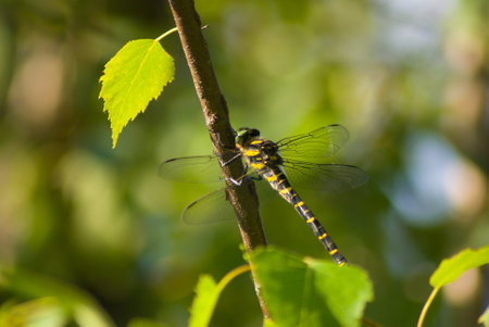 A dragonfly on a tree branch