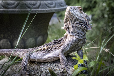 A bearded dragon (Pogona vitticeps) outside sitting on a stone captured from the sideの写真素材