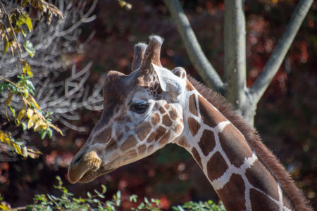 A closeup shot of a giraffe under sunlight outdoorsの写真素材