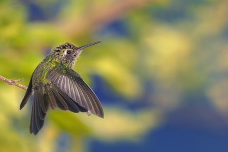 A gorgeous shot of a tiny green hummingbird flapping its wings with yellow flowers in the backgroundの写真素材