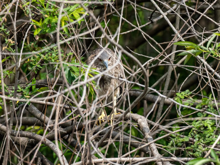 A closeup shot of a night-heron on a treeの写真素材