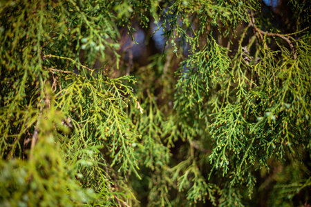 A closeup shot of spruce branches with fresh conesの写真素材