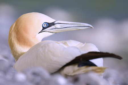 A closeup shot of a white birdの写真素材