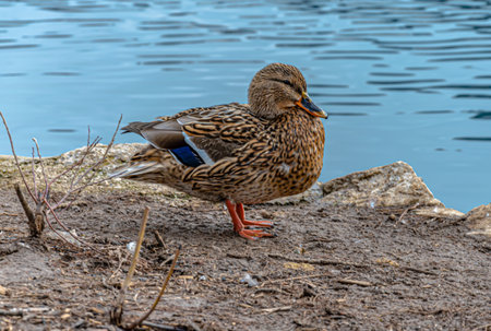 A cute small duck on the blurred background of a lakeの写真素材