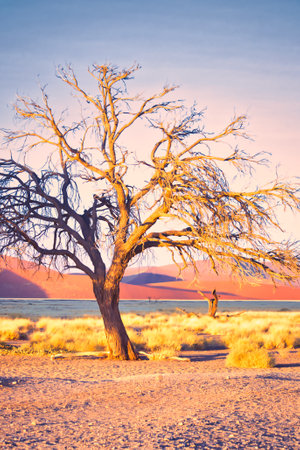 Vertical shot of a dead tree in the desert of Sossusvlei, Namibia with dramatic light during golden hour. Beauty in natureの写真素材