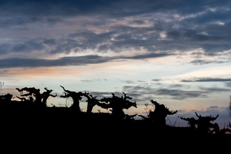 Stock photo of trees branches against blue sky during sunset.の写真素材