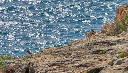 the two birds standing on the cliff near the shiny, blue water in Portugalの写真素材