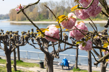 A closeup shot of a flowering cherry tree as a park decoration on the lake backgroundの写真素材