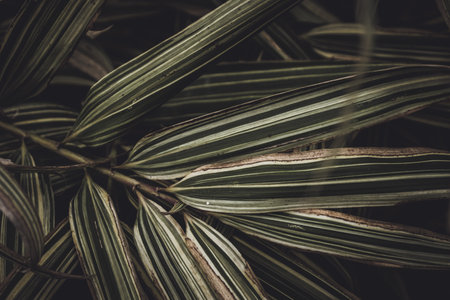 A closeup shot of a plant leaf on abstract dark green textured background