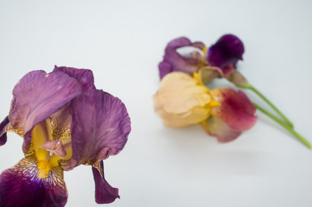 A purple and white iris flowers with copy space isolated on light gray backgroundの写真素材