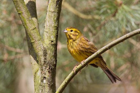 Natural picture of a yellowhammer on sunny spring day in north German forestの写真素材