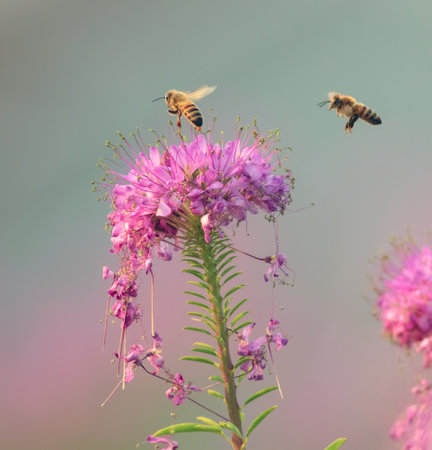 A closeup shot of bees flying over beautiful flowers