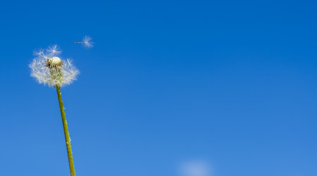 White fluffy lonely field dandelion, half flying around, and a parachute with a seed flies off from it against the background of a blue summer skyの写真素材