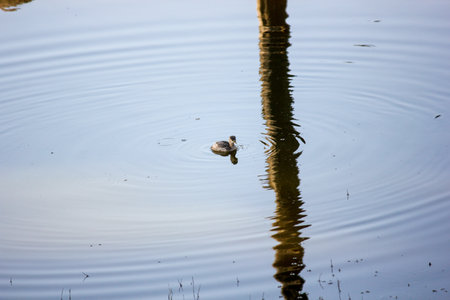 A beautiful shot of a cute duck on a pond. Wildlife from the Pench National Park in Madhya Pradesh, Indiaの写真素材