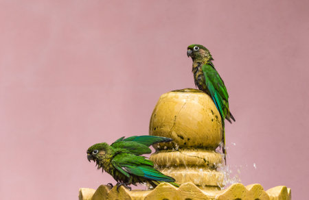 A shot of a group of Maroon-bellied Parakeet drinking waterの写真素材