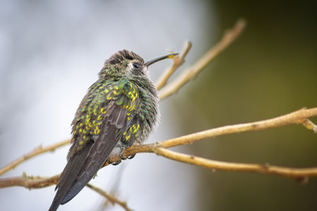 A hummingbird perched on a tree branchの写真素材