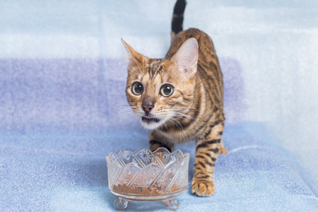 The face of a young beautiful Bengal cat standing in front of a vase of food on a blue background. Looks away from the camera.の写真素材