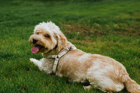 A selective focus shot of a brown poodle resting on a green grass