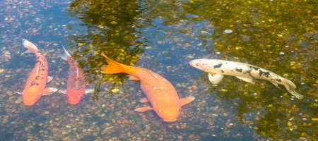 A closeup shot of colorful carp fish in the waterの写真素材