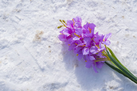 Purple hyacinth flower lies on white snow with shoe marksの写真素材